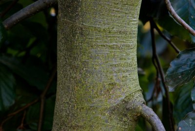 Fagus sylvatica 'Purple Fountain' - buk lesní - kůra